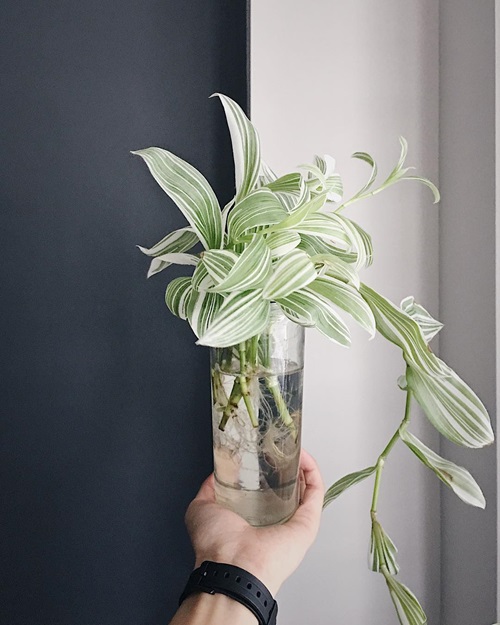 Most Beautiful Tradescantias to Grow in Water on hand