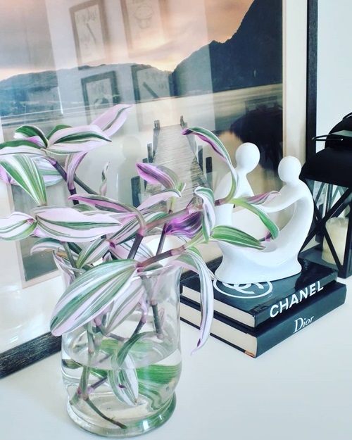Most Beautiful Tradescantias to Grow in Water near book