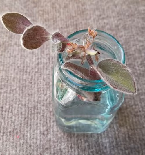 top Most Beautiful Tradescantias to Grow in Water