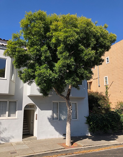 Beautiful Trees that Start With T