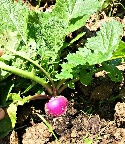 Best Red Root Vegetables 5