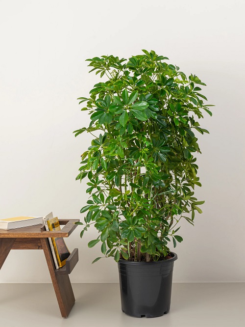 beautiful Plants in a Windows-Free Office