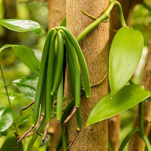 top best Vegetables Beginning with V