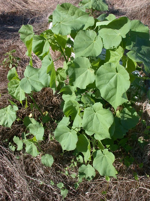 Vegetables that Start With V