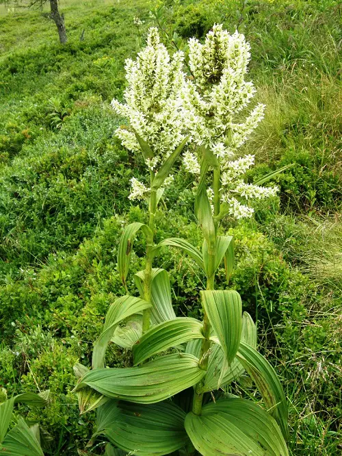 The Most Similar Plants to Mullein in garden