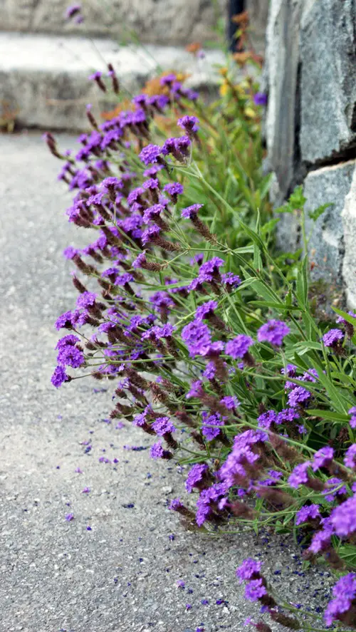 Shrubs: Verbena family - tropical evergreen