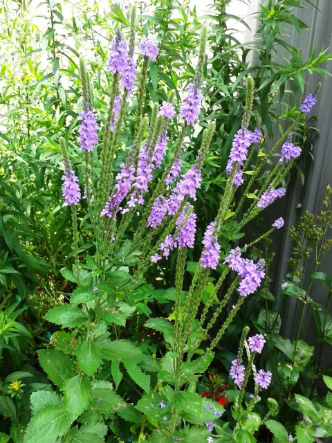 Top Mullein Replica Plants