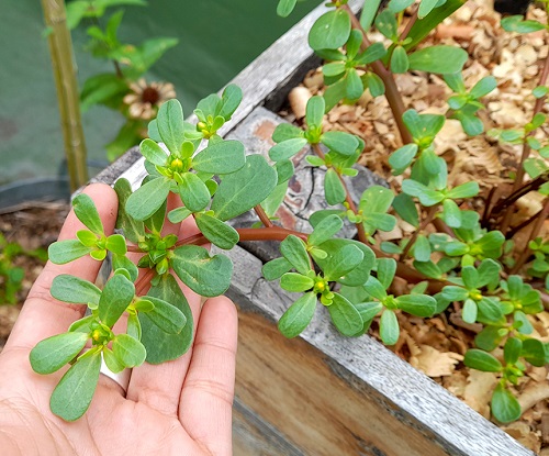 Vegetables that Start With V in wooden box