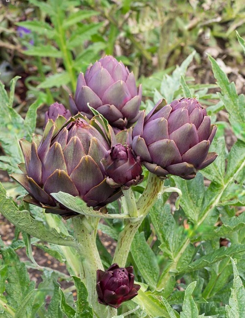 Vegetables that Start With V in garden
