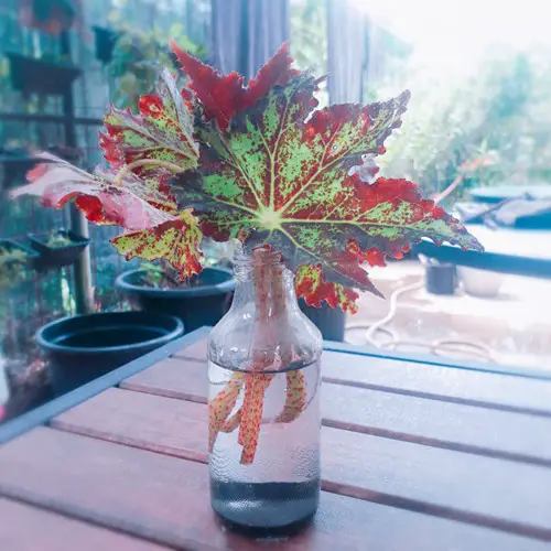Water Propagation through Stem Cutting