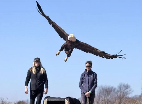 What Does It Mean When an Eagle Flies Over You