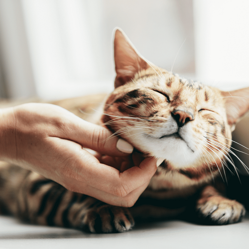 hat Does It Mean When a Cat Purrs - Interpreting Different Types