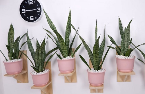 Snake Plants on Wooden Shelves