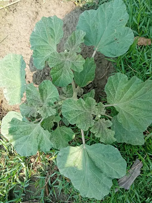 amazing Weeds That Look Like Squash Plant 5
