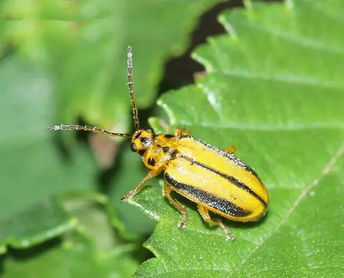 Elm Leaf Beetle on plant