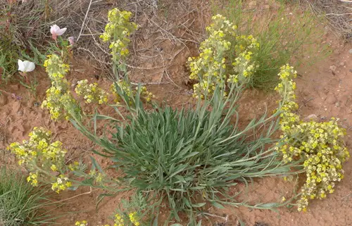 Yellow Wildflowers 61