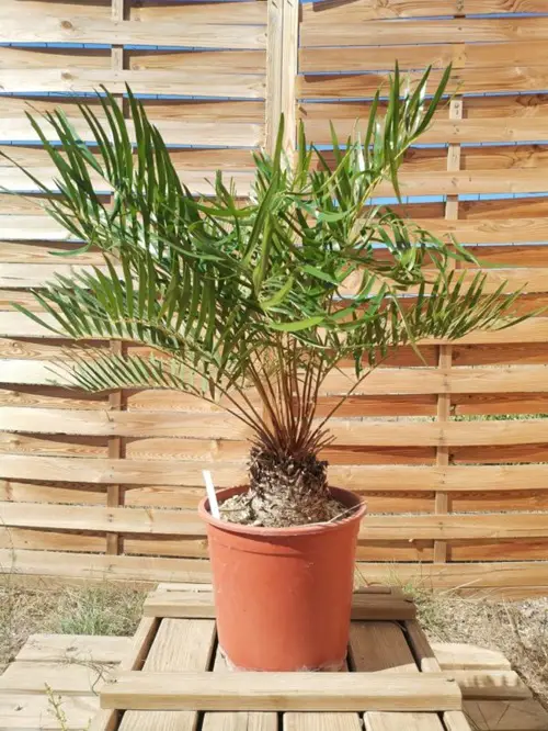 Small Palm Trees in pot 