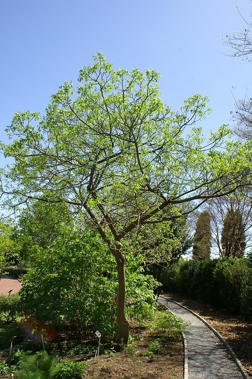 best Gorgeous Trees with the Letter T