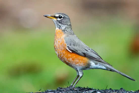 What Does it Mean When You See a Red Robin - Conclusion