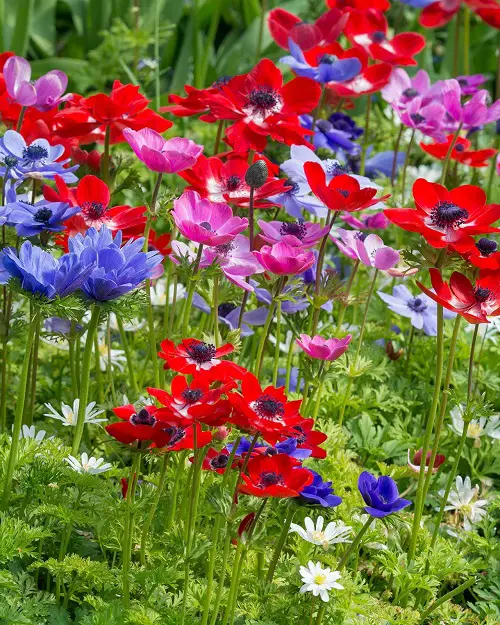 Poppies-Resembling Flowers 