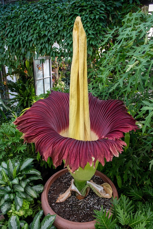 best SpongeBob Flowers Real or not i