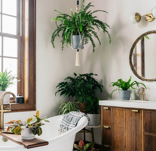 Tips to Keep Plants Healthy in a Bathroom 3