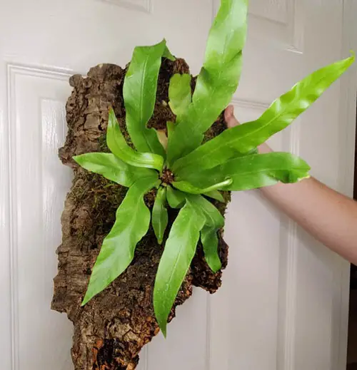 best Top Ferns to Install on a Wall