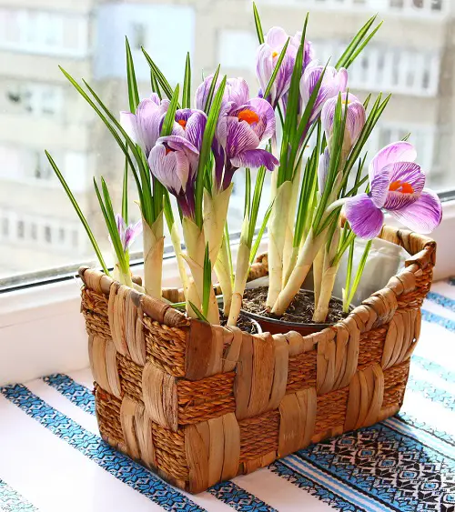 beautiful Christmas Flower Bulbs