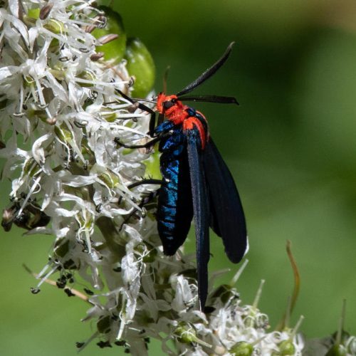 Lovely Blue Moths You Could See in the Garden