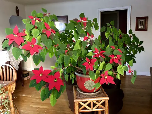 Poinsettia Care Tips After Christmas