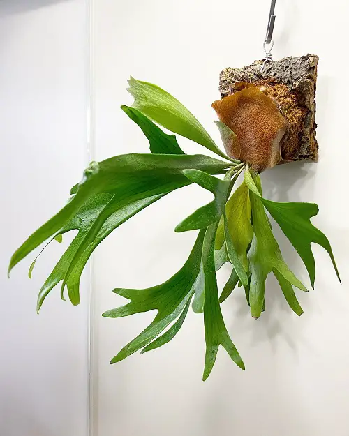 The Greatest Ferns to Hang on the Wall