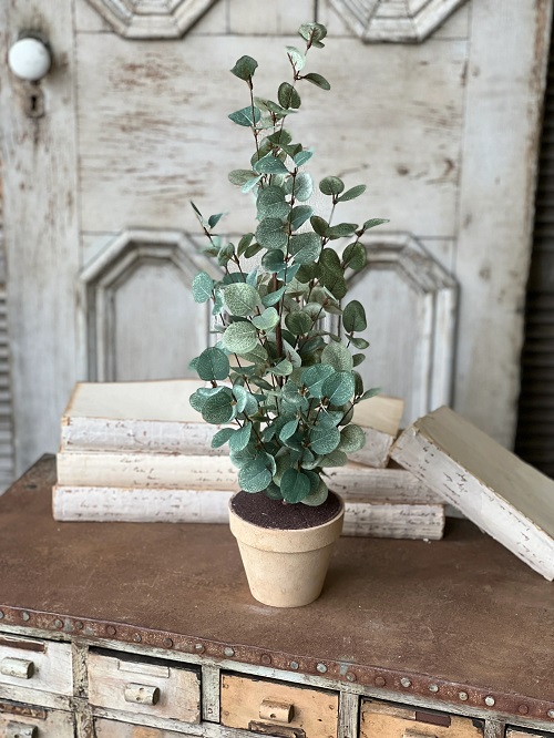 lovely Best Indoor Mosquito Repellent Plants