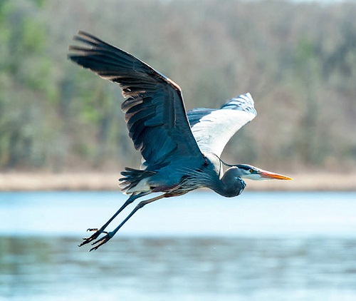 What Does It Mean When You See a Heron
