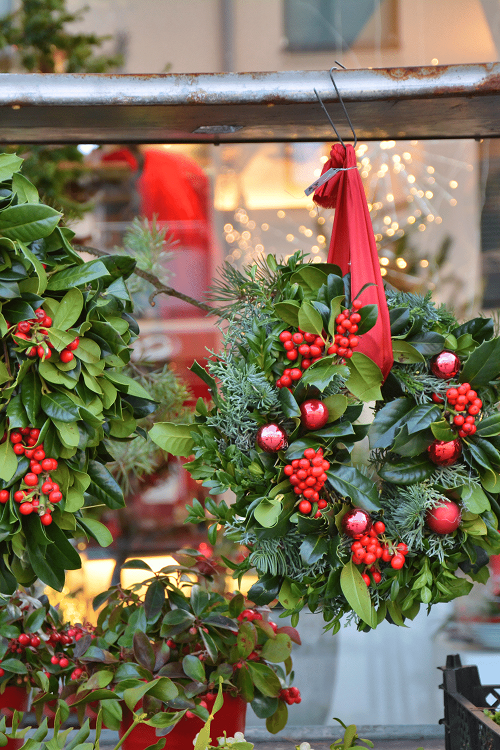 beautiful Things to Do With Holiday Plants