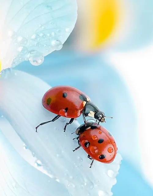 Nature's Weather Predictors