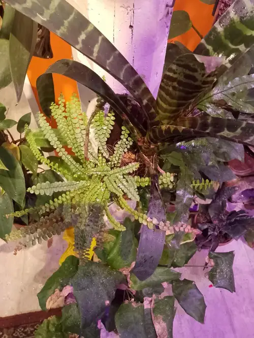 lovely The Greatest Ferns to Hang on the Wall
