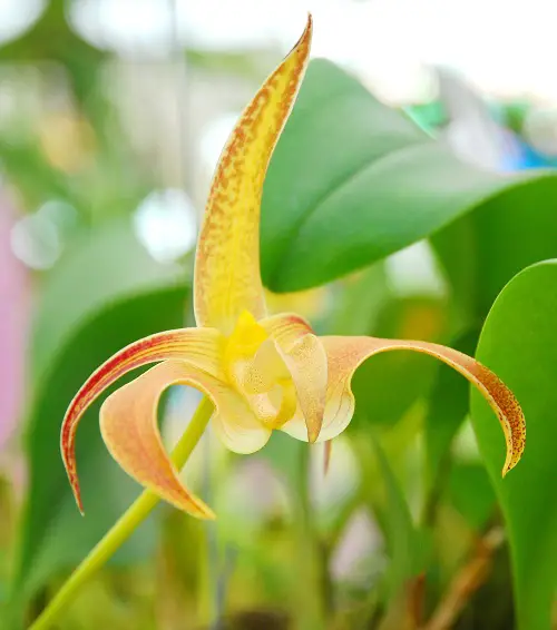 Rare Bird-Looking Orchids
