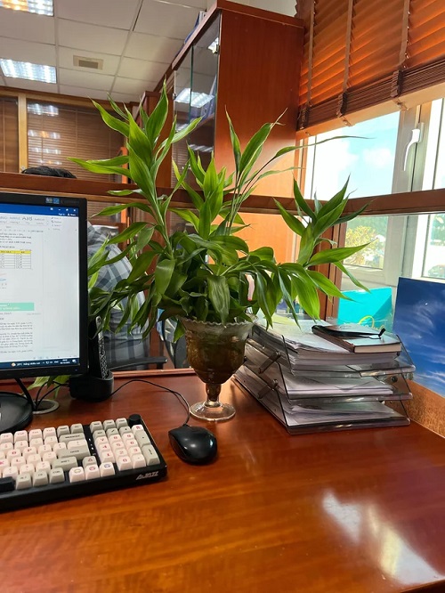 Plants for Office With No Windows near computer