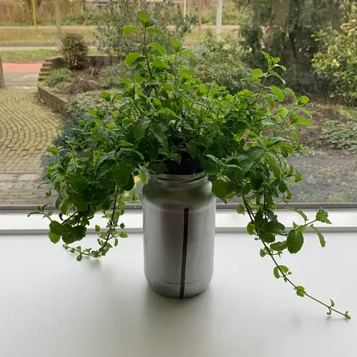 Herbs Perfect for Kratky Method