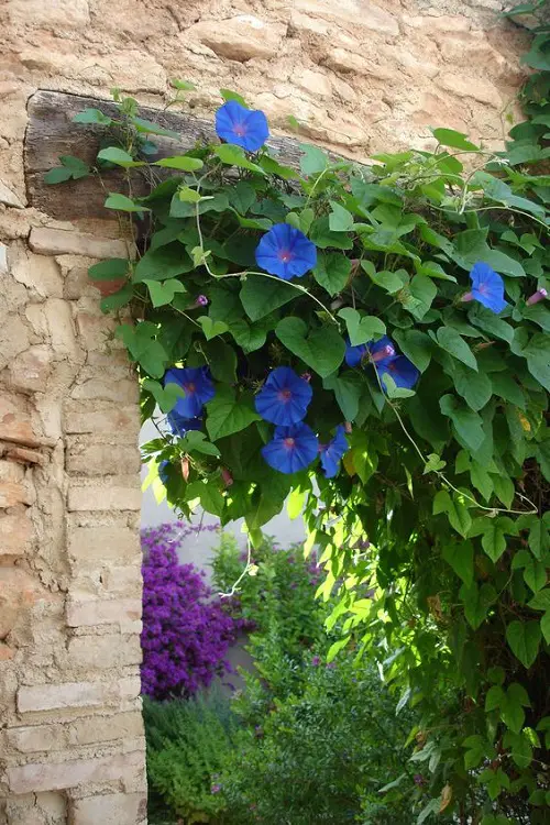 Morning Glory Trellis IdeasWood Entryway Frame