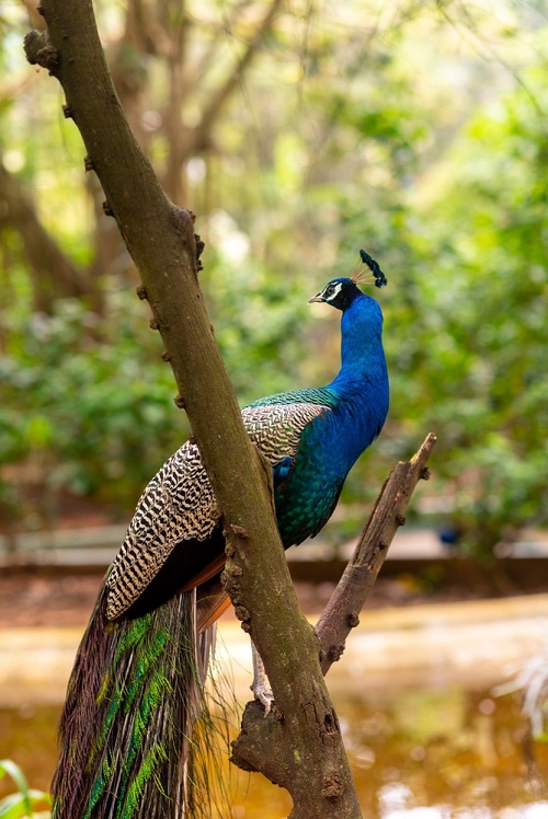 What Does It Mean When a Peacock Spreads Its Feathers