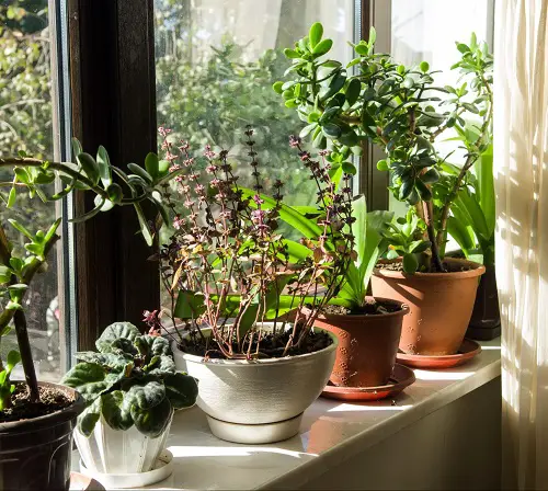 best Plant Spa Day Routine