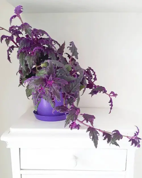 Purple Trailing Plants 3