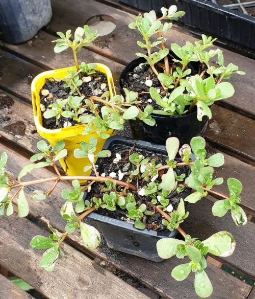 Purslane