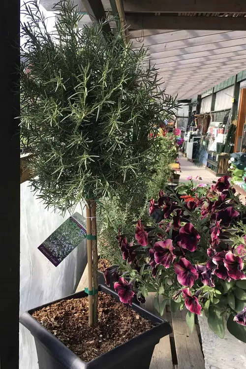 How to Grow Rosemary as a Tree
