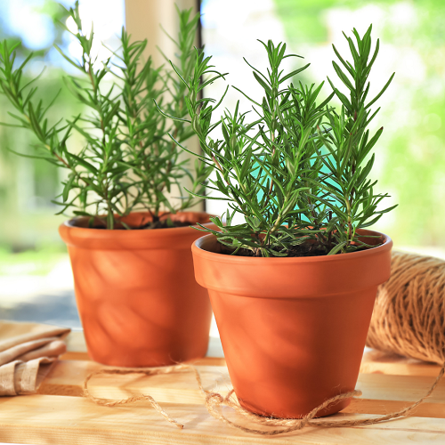 Best Indoor Mosquito Repellent Plants  in table
