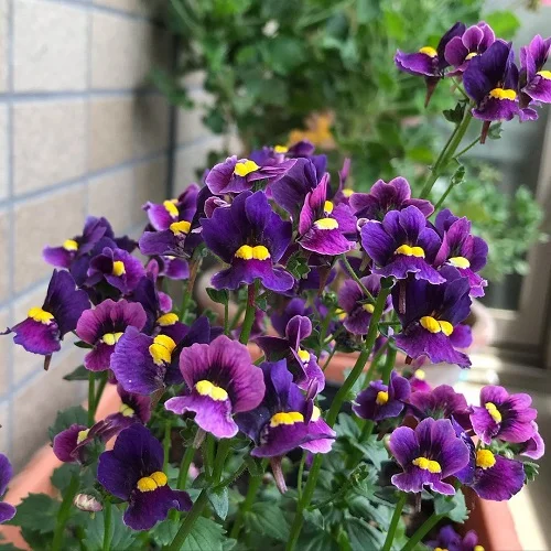 Purple Annual Flowers in shelf