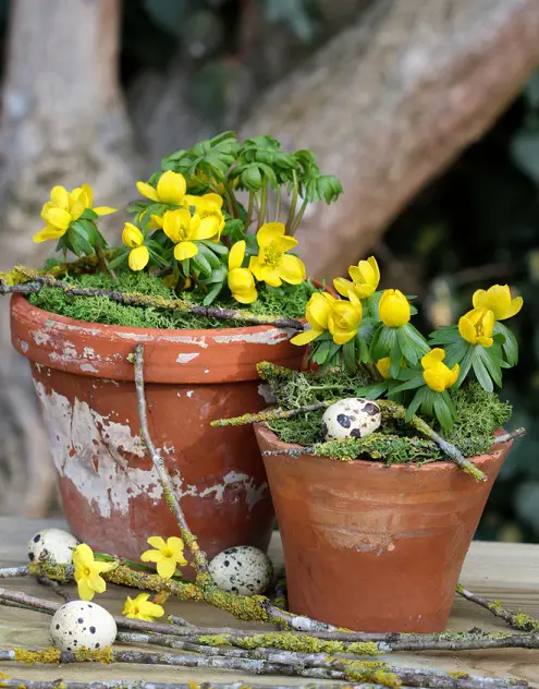 Christmas Flower Bulbs in pot