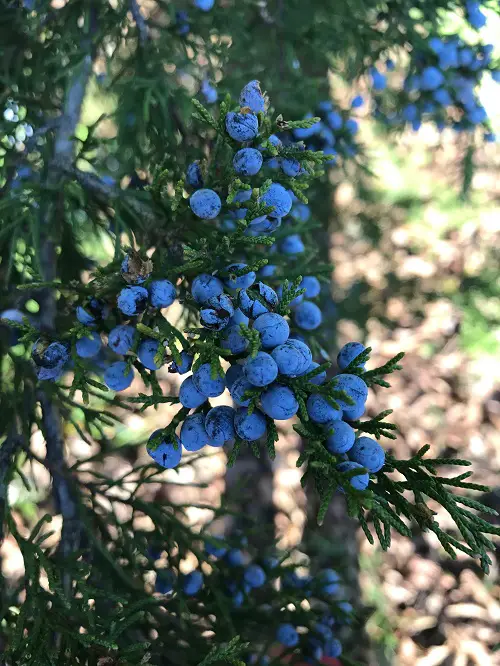 juniper pricky leaves plant 14