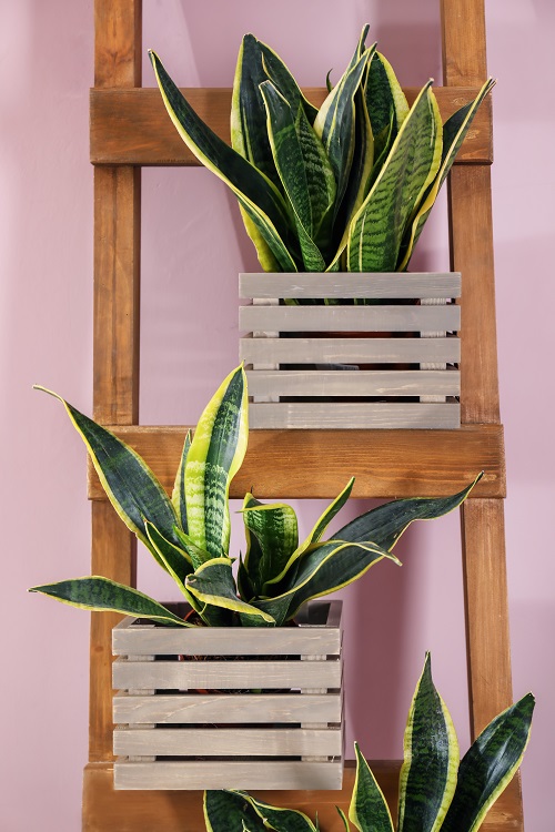 Snake Plants on Wooden Ladder